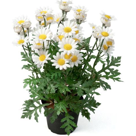 Marguerite artificielle en pot H 30 cm