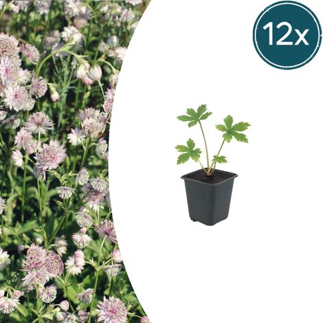 Lot de 12 Astrantia major - Grande Astrance - Plantes Vivaces de Jardin - Hauteur 10-25 cm - Ø 9 cm - PANGIVO (1/5)