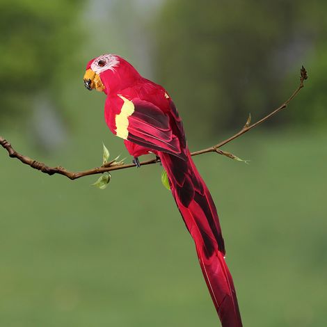 Künstlicher Papagei mit Federn – Wunderschöne künstliche Vogeldekoration für Partys, Garten und Zuhause (1/5)