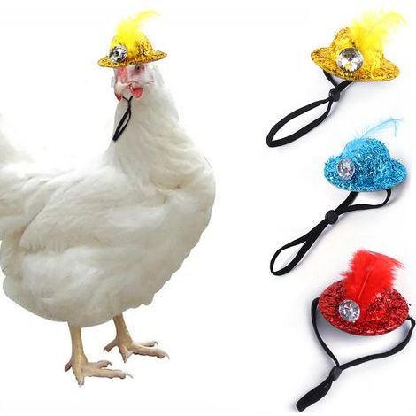 Lot de 3 chapeaux pour poules, mini chapeaux pour poules, chapeaux pour poules de compagnie, taille M (1/5)