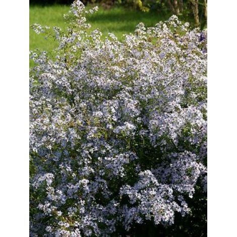 Aster à feuilles en coeur 'Blütenregen' Godet de 8/9 cm (1/3)