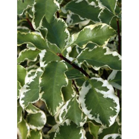 Pittosporum à petites feuilles 'Variegatum' Pot de 7,5L/10L (1/5)