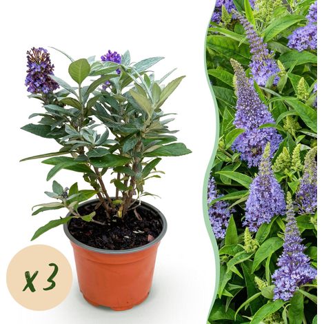 Arbre aux Papillons Buddleja davidii Butterfly Candy Little Lila Compact - Lot de 3 - Pot 12cm - PANGIVO (1/5)