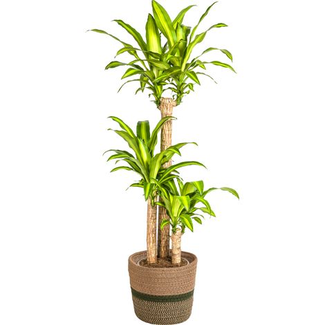 Dracaena Fragrans Massangeana - Plante d'Intérieur Tropicale - Tronc Droit - Ø24 cm - 130-150 cm - PANGIVO