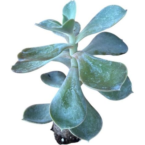 10 pezzi di piante grasse Metallica - Echeveria Hybrida IN VASO 10