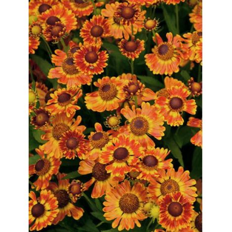 Hélénie 'Fuego' Godet de 8/9 cm