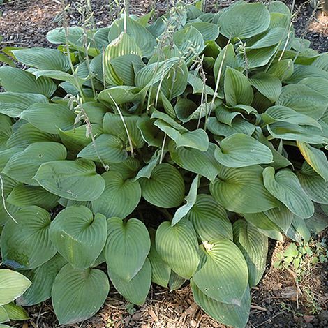 4 x Hosta fortunei 'Obscura' - godet 9x9 cm