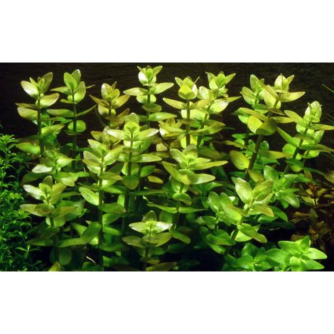 Aquarium Pflanze Bacopa caroliniana Nr.343