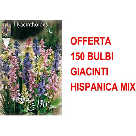 OFFERTA 150 BULBI GIACINTO HYACINTHOIDES HISPANICA MIX
