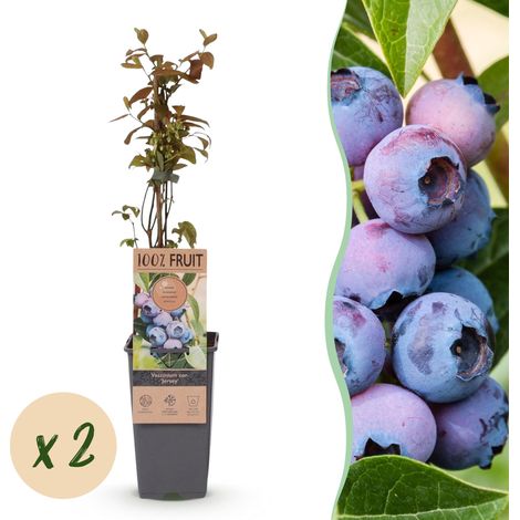 Lot de 2 Myrtilliers Vaccinium corymbosum Jersey Arbustes Fruitiers Rustiques Pot 15 cm H 50 cm - PANGIVO (1/5)