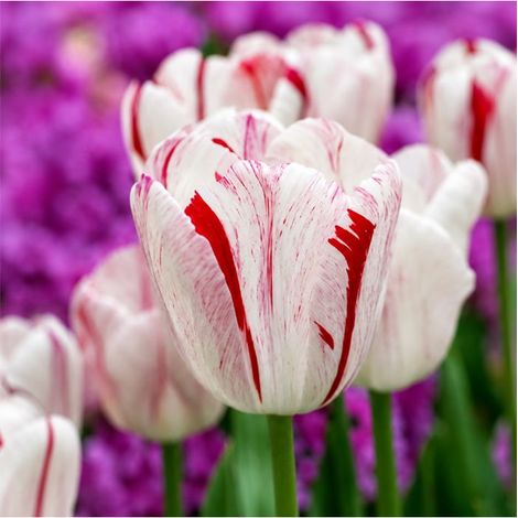 Tulipe One Direction Sgaravatti 6 bulbes blancs flammés de rouge, grandes fleurs décoratives au printemps - 617032 (1/3)