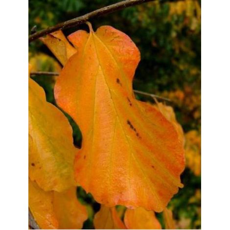 Arbre de fer Pot de 30L/35L (1/4)