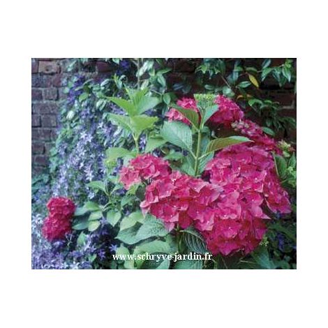 Hortensia 'Red Baron' Pot de 2L/3L 20/30cm