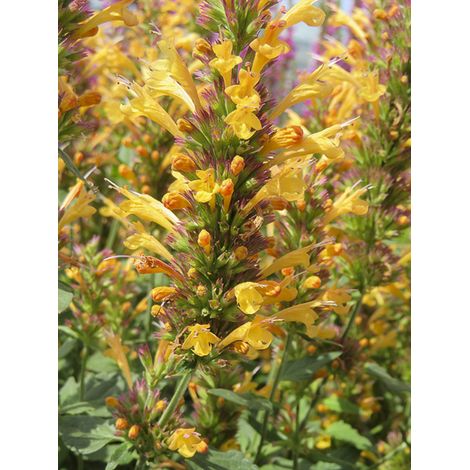 Agastache 'Kudos Yellow' Godet de 8/9 cm (1/2)