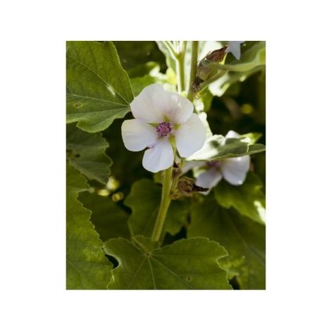 Guimauve mauve Officinale - 0,2g