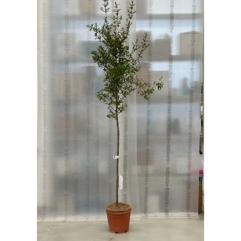 Melograno da frutto "Punica granatum Wonderful" pianta in vaso  30 cm h. 2/2.5 metri (1/5)