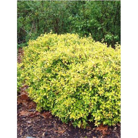 Abélia à grandes fleurs 'Francis Mason' Pot de 3L/4L (1/3)