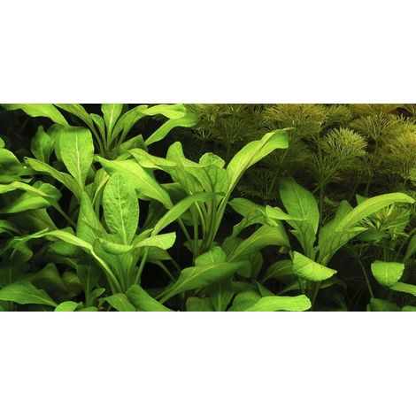 Aquarium Pflanze Lobelia cardinalis Nr.353C
