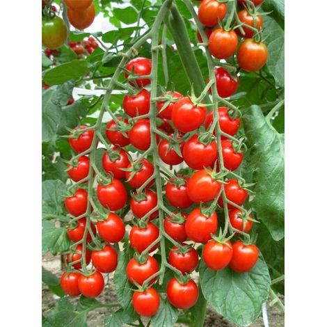 Graines Tomates Cerises Rouges 200 – Heirloom Non OGM – Indéterminées – Sucrées et Juteuses pour Salade (1/5)