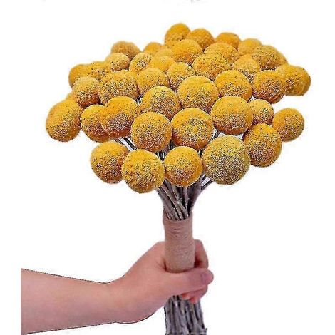 Bouquet de fleurs séchées naturelles fraîchement cueillies en forme de boule jaune. (1/5)