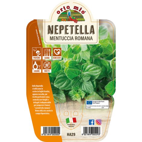 1 PIANTA DI MENTUCCIA ROMANA O NEPETELLA VASO 14CM MASTERCHEF ORTOMIO