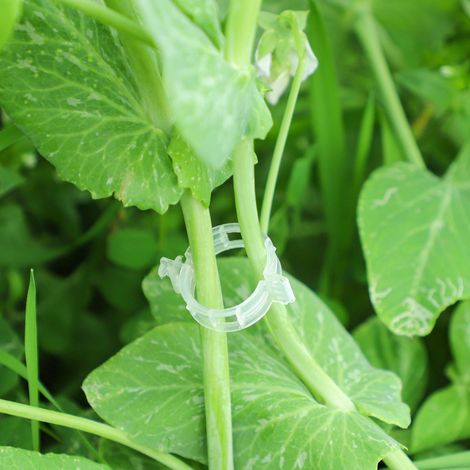 Clips de support pour plantes vertes et arbres fruitiers, tuteurs pour plantes grimpantes, supports suspendus pour plantes fruitières et potagères (1/3)