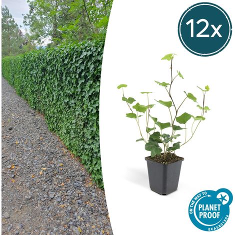 Lot de 12 Lierres d'Irlande Hedera Hibernica Plante Grimpante et Couvre-sol Vert 10-25 cm Ø 9 cm - PANGIVO (1/5)