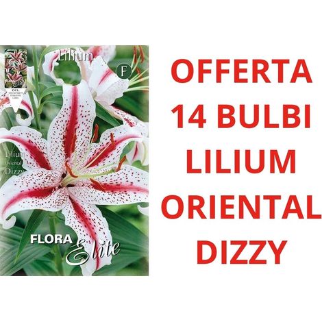 OFFERTA 14 LILIUM ORIENTAL DIZZY