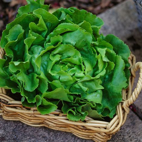 6 plants Laitues Appia Motte 4 cm (1/2)