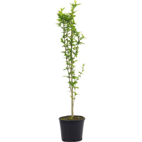 Hibiscus syriacus - ibisco cinese - vaso 18 cm (1/2)
