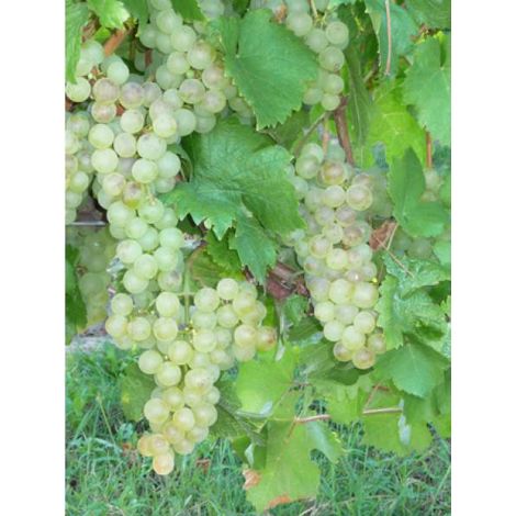 Vigne 'Chasselas Doré' Pot de 2L/3L (1/2)