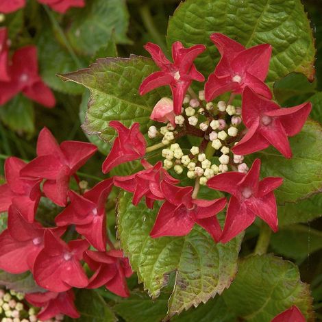 Hortensia 'Rotschwanz' Pot de 7,5L/10L 40/50cm