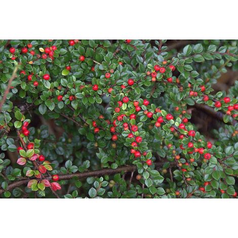 Gardenaria Cotoneaster salicifolius 'Repens' - Arbusto ornamentale da giardino - Altezza: 30/35 cm (vaso19) (1/3)