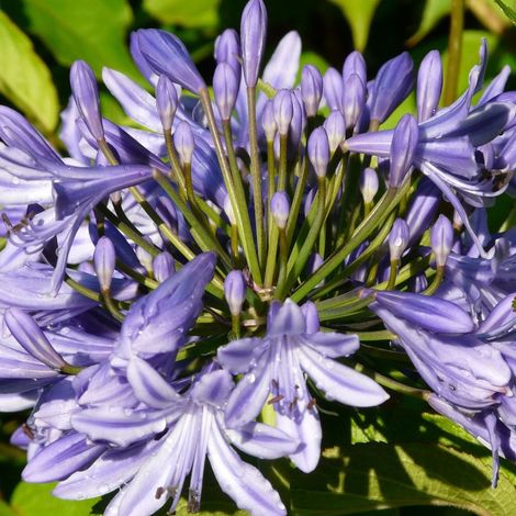 Agapanthe x Blue Triumphator/Lot de 3 godets (1/3)