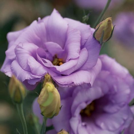 Graines de Lisianthus ‘Lucita’ – 1000 graines – Violet clair – Fleurs doubles – Vivace – Jardin, Balcon (1/5)