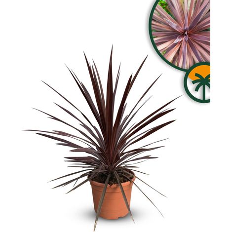 Cordyline australis « Red Star » Lys géant, 100 cm, pot de 10 l, (1/2)