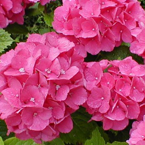 Hortensia  - Hydrangea 'Benelux'  - 30-40 cm pot