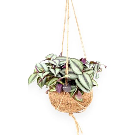 Gardenaria Tradescantia zebrina 'Purpusii' kokedama - Pianta da interno ornamentale - Altezza: 25 cm (vaso 15) (1/5)