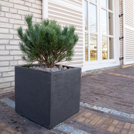 Pino mugo "Pinus mugo" pianta officinale sempreverde in vaso  10 cm Non specificato  10 cm (1/4)