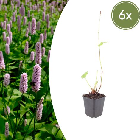 Lot de 6 Renouées Persicaria affinis Superba Vivaces Fleurs Rouge Foncé 10-25 cm Pot Ø 9 cm - PANGIVO (1/5)