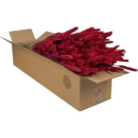 Bouquets de Blé Séché Triticum Rouge Décoration Naturelle Lot de 4 Bottes Hauteur 60 cm - PANGIVO