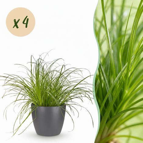 Cyperus alternifolius Zumula Plante à Chats Intérieur Amicale Animaux Lot de 4 Pot Gris 12cm 20cm - PANGIVO (1/5)