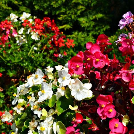 Bégonia de jardin Varié/Barquette de 6 godets