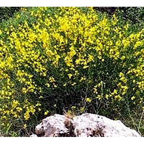 Planta de Cytisus Scoparius - Retama Negra