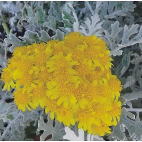 Planta de Cineraria Maritima Senecio. Altura Planta 15 - 20 Cm