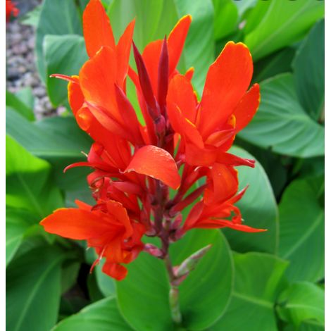 Canna indica rossa, vaso 24cm, foto reali