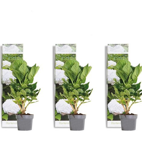 Bloomique - Lot de 3 - Hydrangea Macrophylla Wudu - Hortensia - Hortensia commun - Plantes de jardin - Rustique - Hauteur 20-30 cm - Pot 10,5 cm