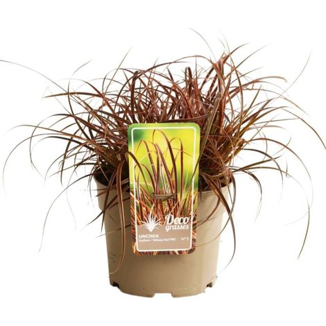 Uncinie rouge Everflame' - Uncinia rubra Everflame' pot 3L