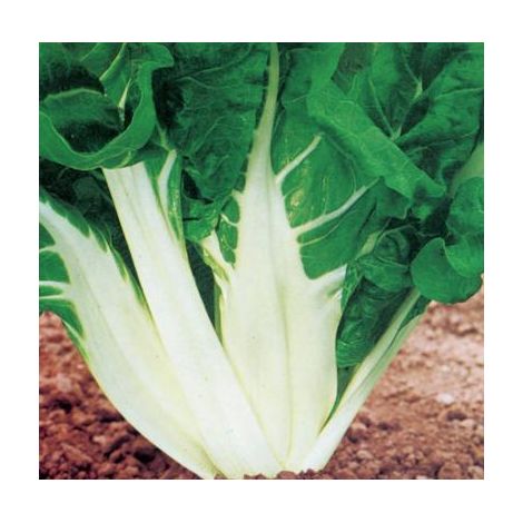 POIREE VERTE A CARDE BLANCHE 3