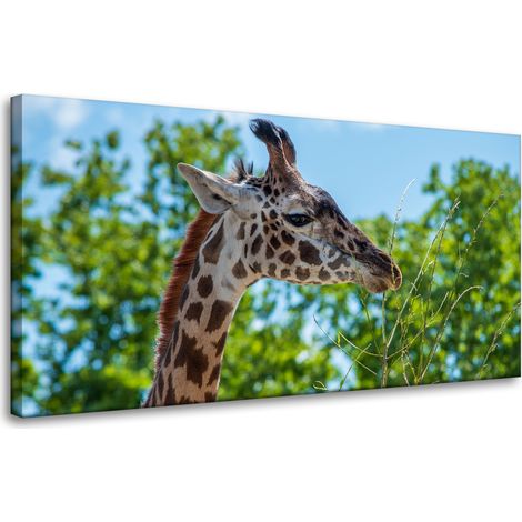 Leinwanddruck Tiere Giraffe 80x40 cm